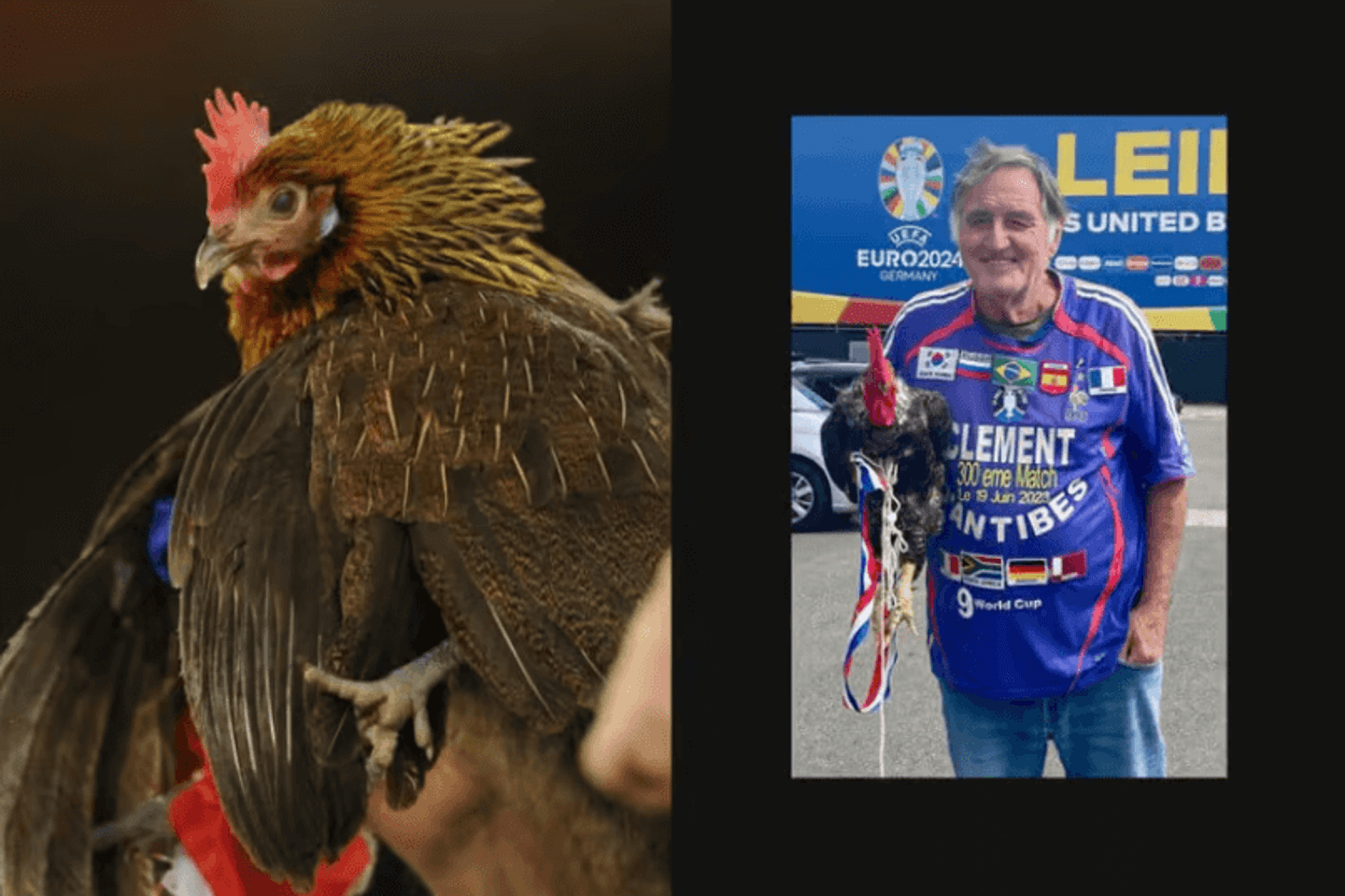 One fan, 305 games and 35 roosters all named Balthazar